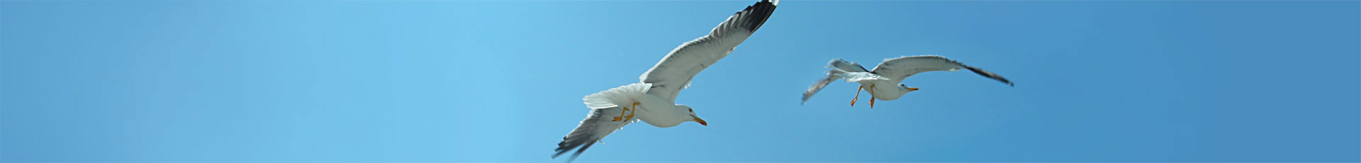 gulls on the breeze at Point No Point Resort, Vancouver Island